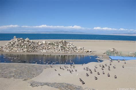 門源到青海湖怎麼走，是否知道青海湖畔的鳥類生態研究站?